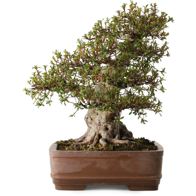 Rhododendron indicum Nisho-No-Hikari, 42 cm, ± 30 years old, with a nebari of 22 cm, in a pot with chip of the edge