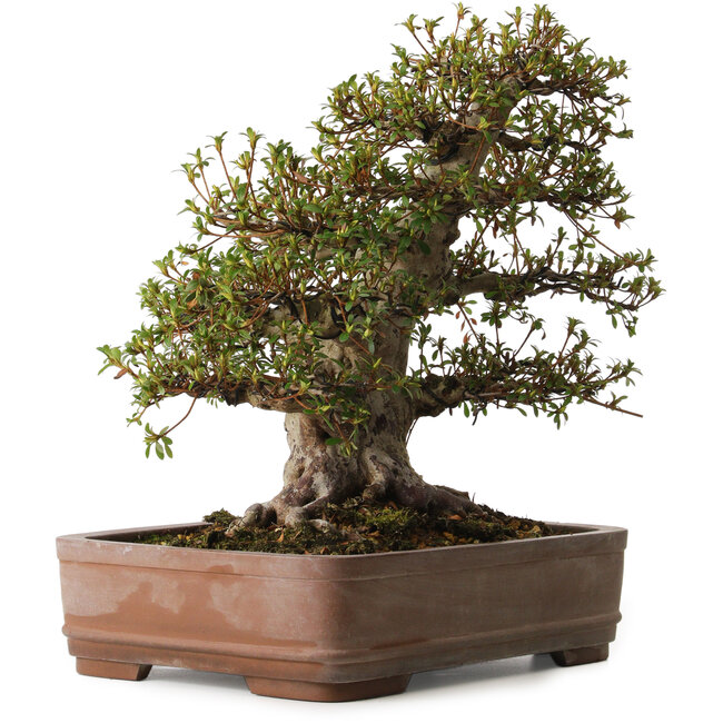 Rhododendron indicum Nisho-No-Hikari, 42 cm, environ 30 ans, avec un nebari de 22 cm, dans un pot dont le bord est ébréché.