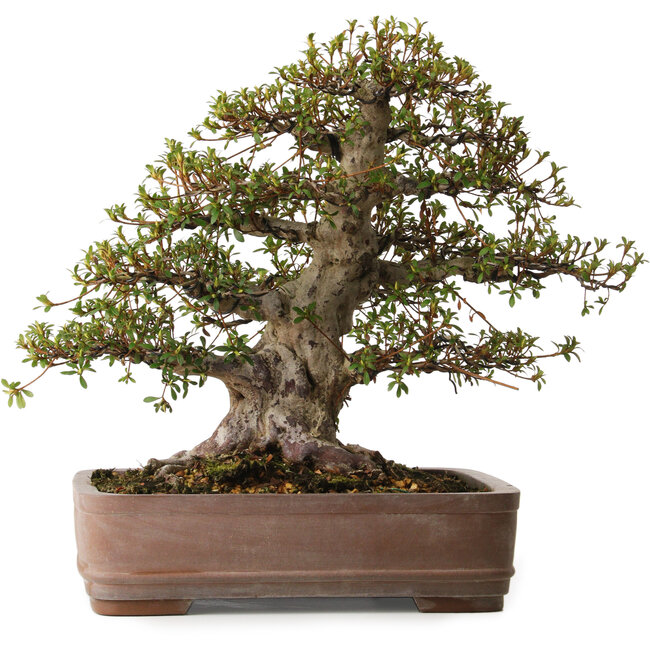 Rhododendron indicum Nisho-No-Hikari, 42 cm, environ 30 ans, avec un nebari de 22 cm, dans un pot dont le bord est ébréché.