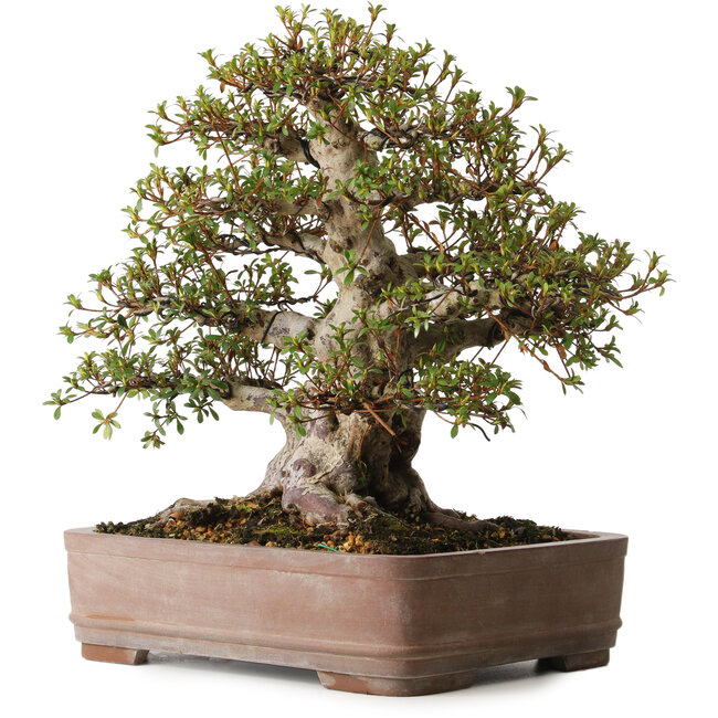 Rhododendron indicum Nisho-No-Hikari, 42 cm, ± 30 años, con un nebari de 22 cm, en una maceta con astillas en el borde.