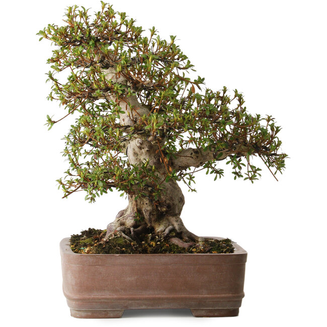 Rhododendron indicum Nisho-No-Hikari, 42 cm, ± 30 años, con un nebari de 22 cm, en una maceta con astillas en el borde.