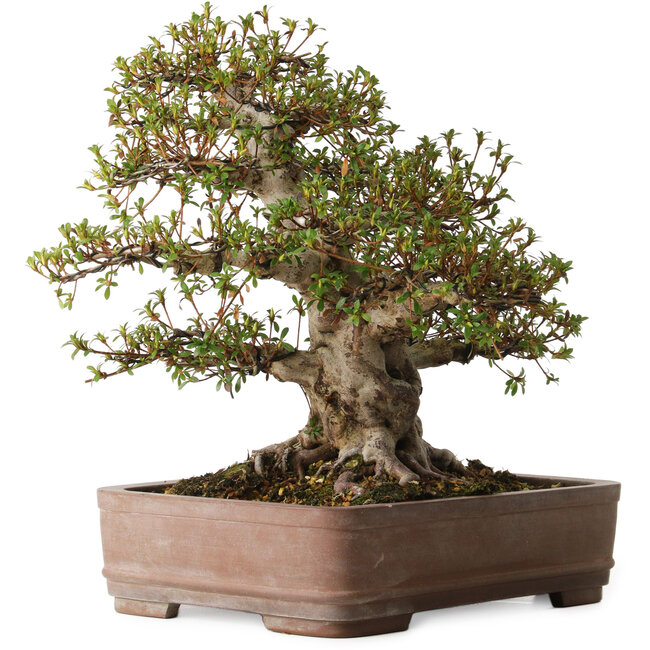 Rhododendron indicum Nisho-No-Hikari, 42 cm, ± 30 años, con un nebari de 22 cm, en una maceta con astillas en el borde.