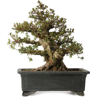 Rhododendron indicum Nyohozan, 43 cm, ± 30 años