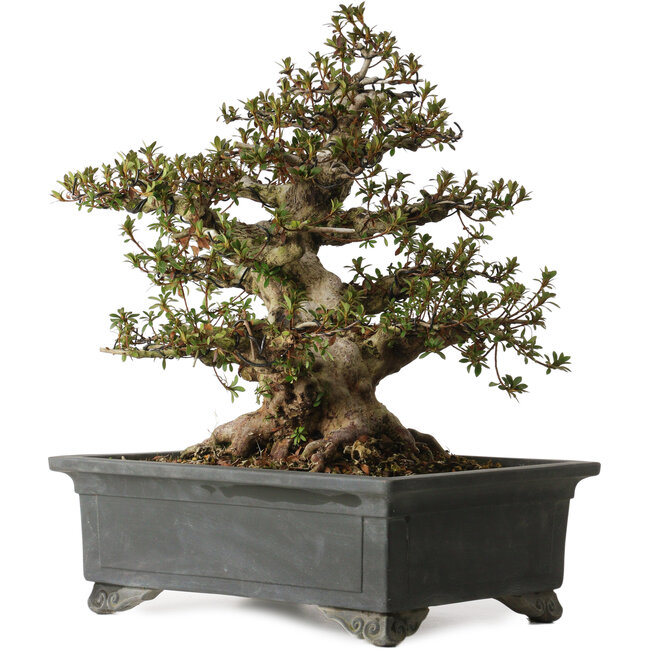 Rhododendron indicum Nyohozan, 43 cm, ± 30 ans, avec un nebari de 17 cm