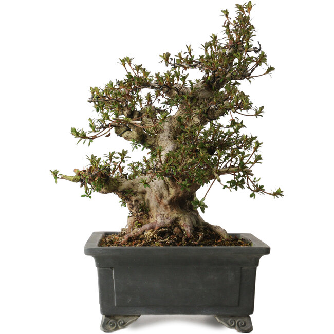 Rhododendron indicum Nyohozan, 43 cm, ± 30 ans, avec un nebari de 17 cm