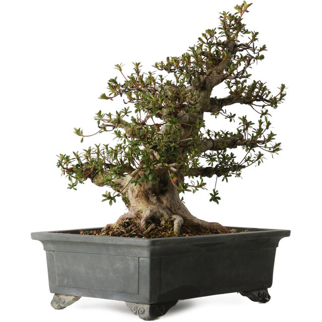 Rhododendron indicum Nyohozan, 43 cm, ca. 30 Jahre alt, mit einem Wurzelhals von 17 cm