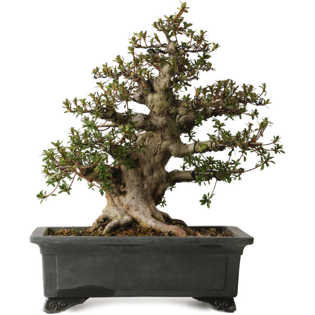 Rhododendron indicum Nyohozan, 43 cm, ± 30 years old, with a nebari of 17 cm