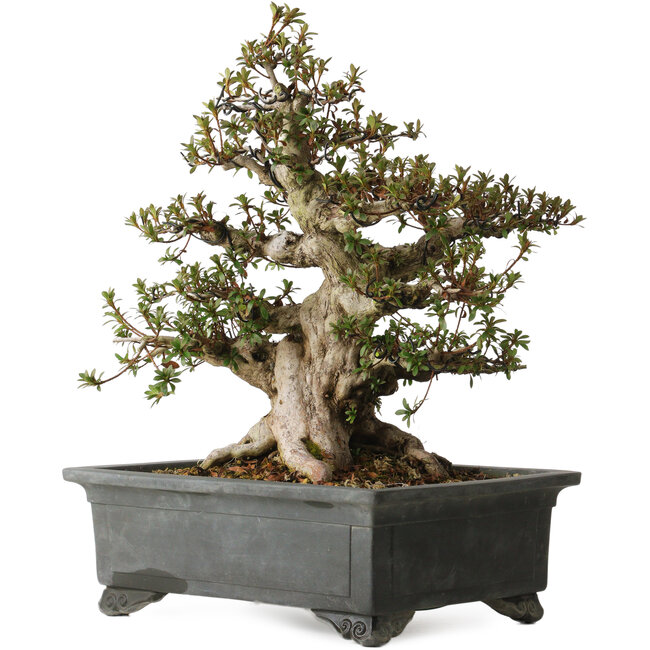 Rhododendron indicum Nyohozan, 43 cm, ca. 30 Jahre alt, mit einem Wurzelhals von 17 cm