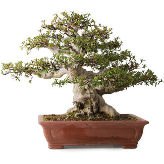 Rhododendron indicum Hakurai, 50 cm, ± 30 Jahre alt