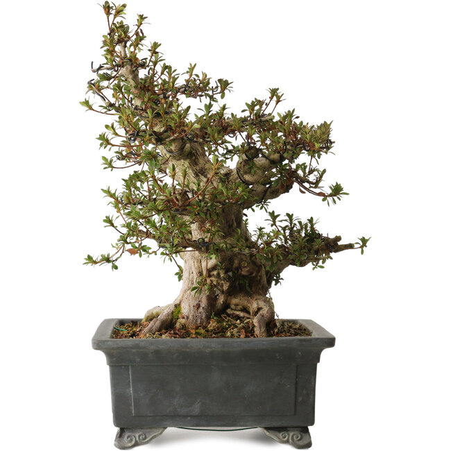 Rhododendron indicum Nyohozan, 43 cm, ca. 30 Jahre alt, mit einem Wurzelhals von 17 cm