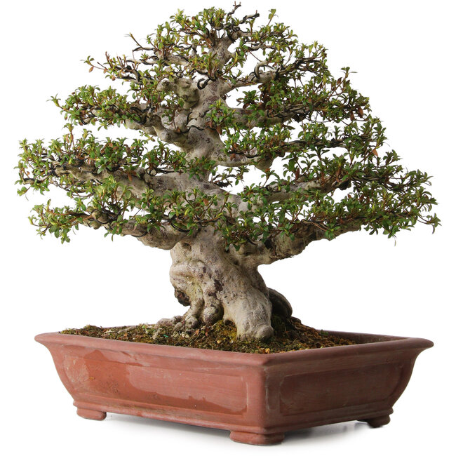 Rhododendron indicum Hakurai, 50 cm, ± 30 ans, avec un nebari de 25 cm