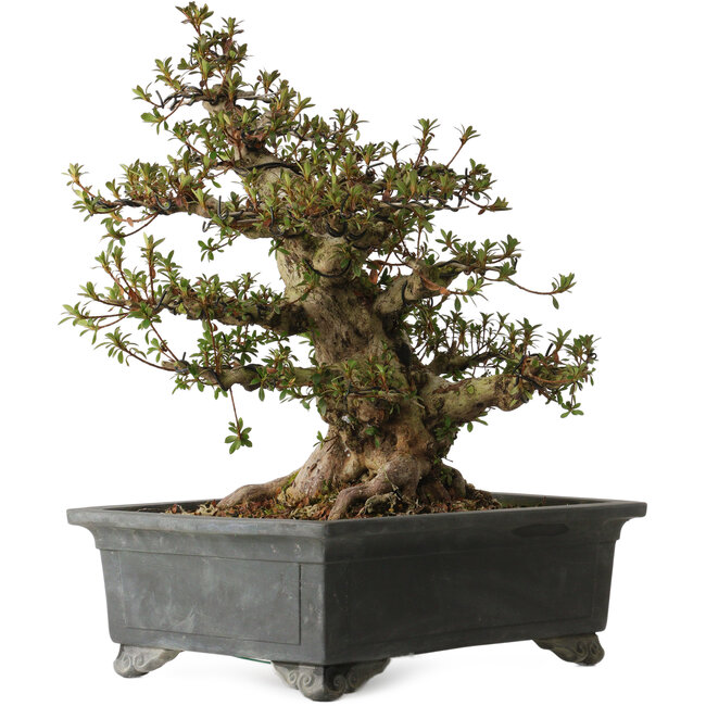 Rhododendron indicum Nyohozan, 43 cm, ± 30 jaar oud, met een nebari van 17 cm