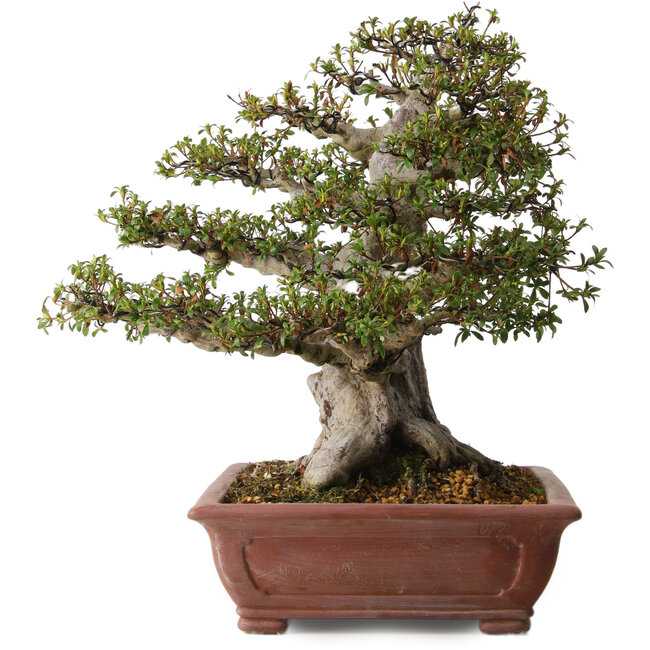 Rhododendron indicum Hakurai, 50 cm, ± 30 jaar oud, met een nebari van 25 cm