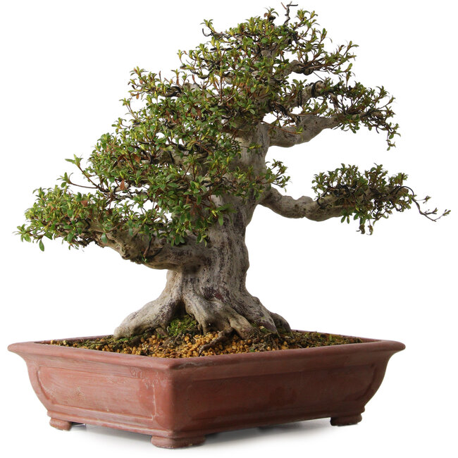 Rhododendron indicum Hakurai, 50 cm, ± 30 ans, avec un nebari de 25 cm