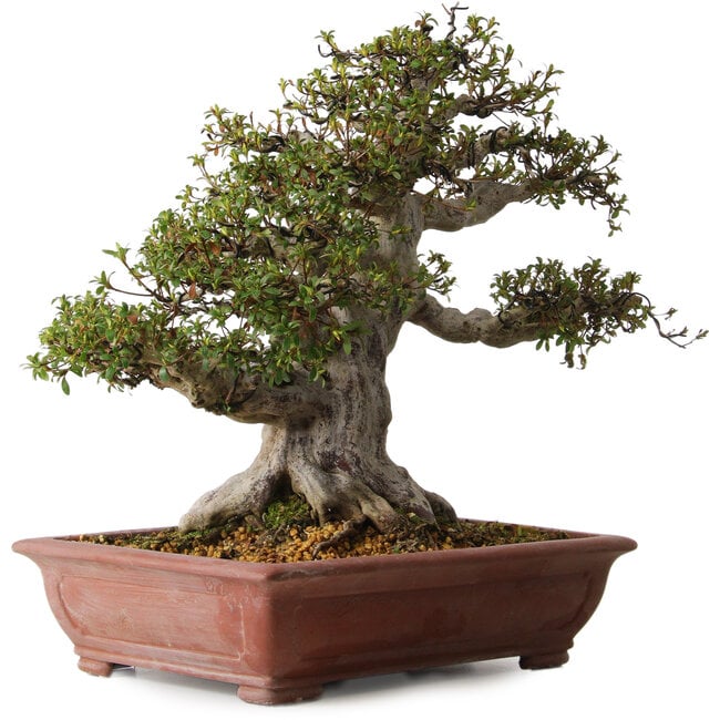 Rhododendron indicum Hakurai, 50 cm, ± 30 jaar oud, met een nebari van 25 cm