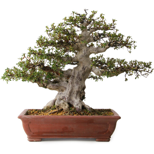 Rhododendron indicum Hakurai, 50 cm, ± 30 years old, with a nebari of 25 cm