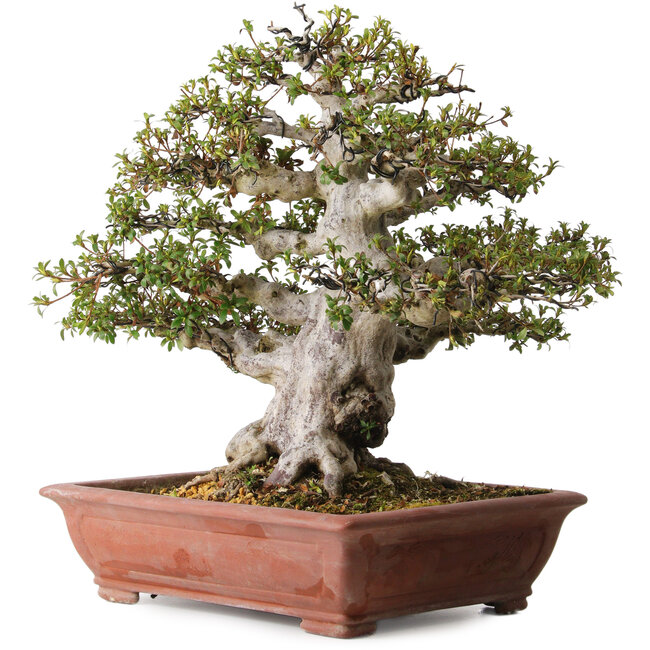 Rhododendron indicum Hakurai, 50 cm, ± 30 ans, avec un nebari de 25 cm