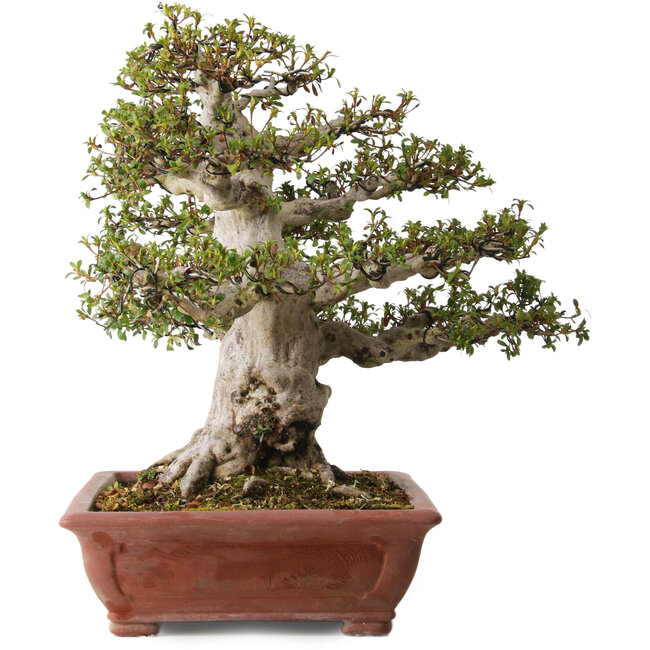 Rhododendron indicum Hakurai, 50 cm, ± 30 ans, avec un nebari de 25 cm