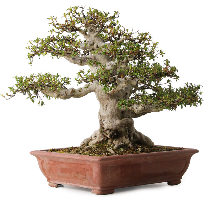 Rhododendron indicum Hakurai, 50 cm, ± 30 jaar oud, met een nebari van 25 cm