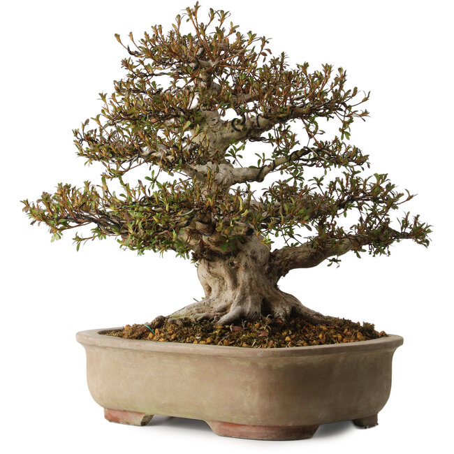 Rhododendron indicum Nyohozan, 47 cm, ± 30 ans, avec un nebari de 20 cm