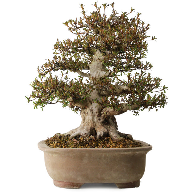 Rhododendron indicum Nyohozan, 47 cm, ca. 30 Jahre alt, mit einem Wurzelhals von 20 cm