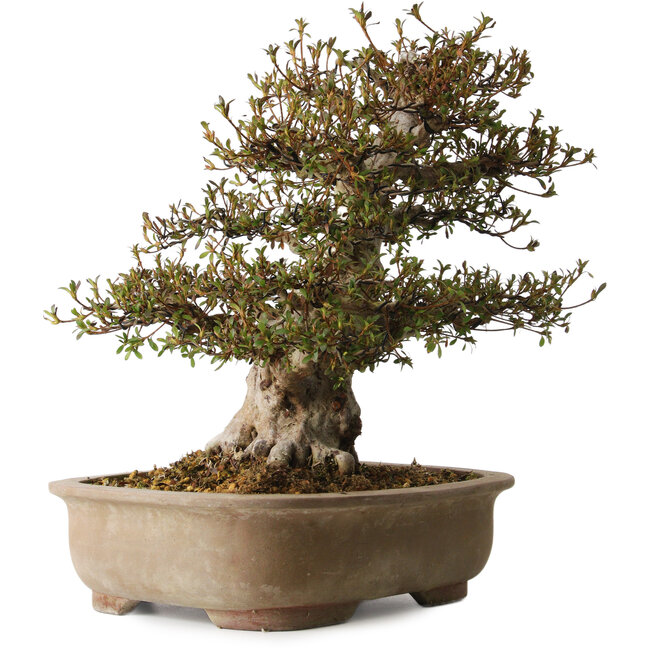 Rhododendron indicum Nyohozan, 47 cm, ± 30 ans, avec un nebari de 20 cm