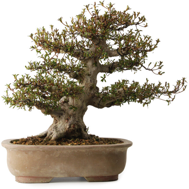 Rhododendron indicum Nyohozan, 47 cm, ± 30 jaar oud, met een nebari van 20 cm