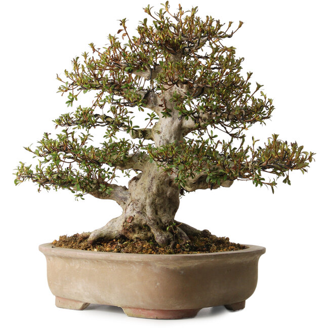 Rhododendron indicum Nyohozan, 47 cm, ± 30 años, con un nebari de 20 cm