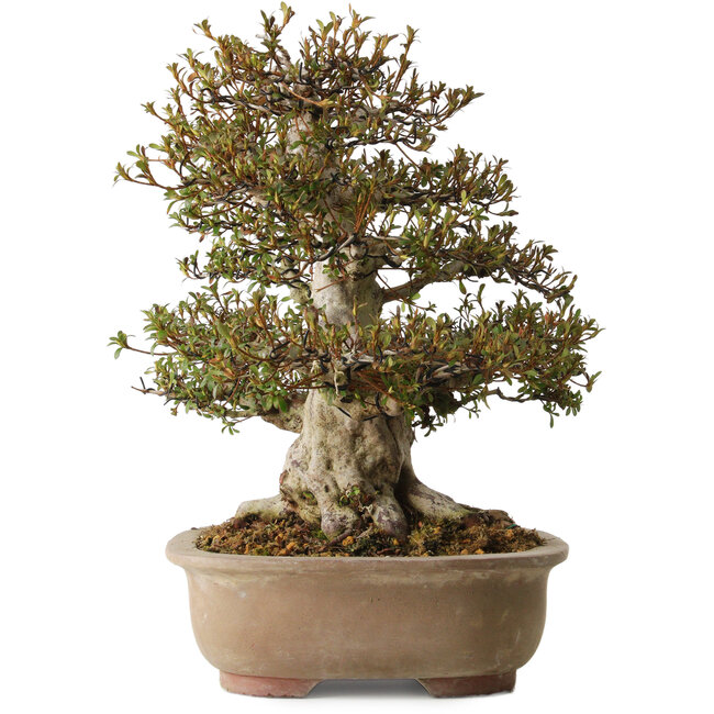 Rhododendron indicum Nyohozan, 47 cm, ca. 30 Jahre alt, mit einem Wurzelhals von 20 cm