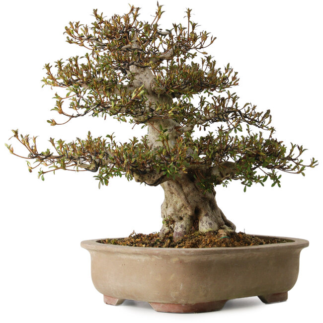 Rhododendron indicum Nyohozan, 47 cm, ± 30 ans, avec un nebari de 20 cm