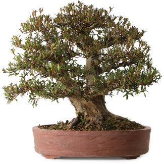 Rhododendron indicum Korin, 45 cm, ± 30 ans