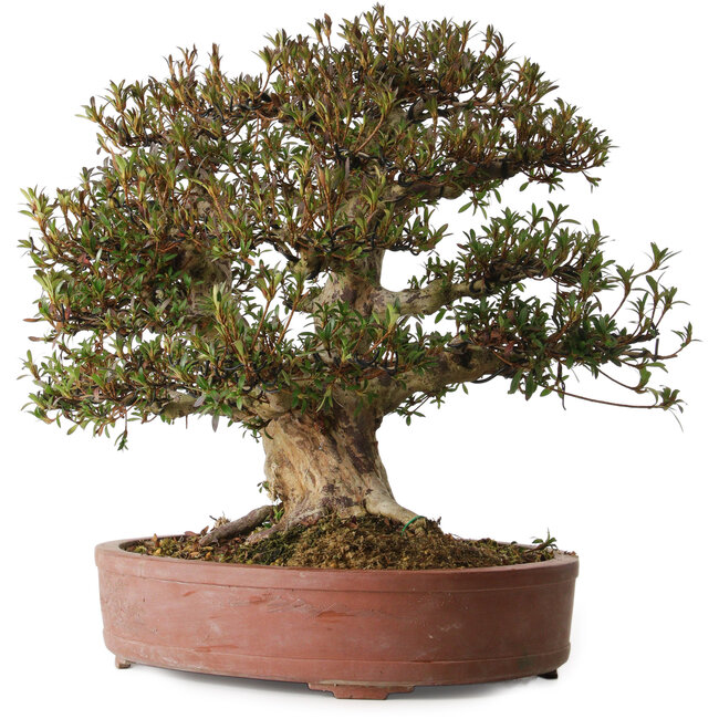 Rhododendron indicum Korin, 45 cm, ± 30 years old, with a nebari of 20 cm