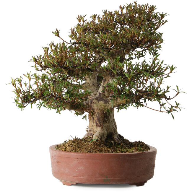 Rhododendron indicum Korin, 45 cm, ± 30 years old, with a nebari of 20 cm