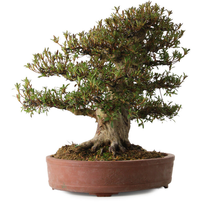 Rhododendron indicum Korin, 45 cm, ± 30 anni, con un nebari di 20 cm