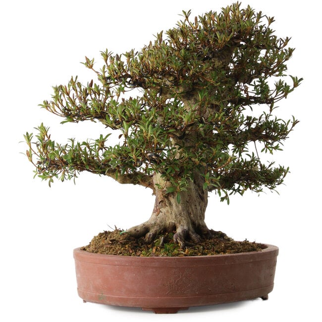 Rhododendron indicum Korin, 45 cm, ± 30 years old, with a nebari of 20 cm