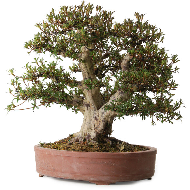 Rhododendron indicum Korin, 45 cm, ± 30 años, con un nebari de 20 cm