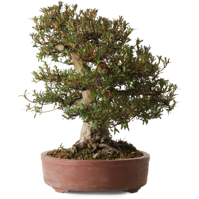 Rhododendron indicum Korin, 45 cm, ca. 30 Jahre alt, mit einem Wurzelhals von 20 cm