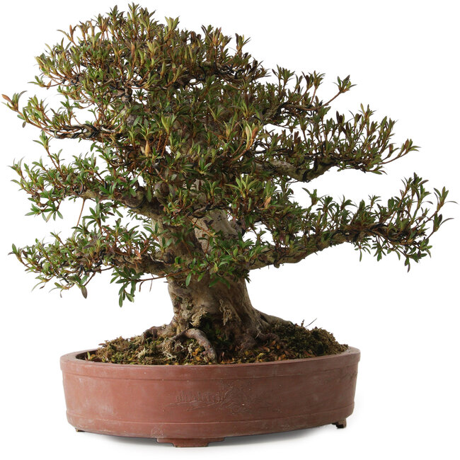 Rhododendron indicum Korin, 45 cm, ± 30 years old, with a nebari of 20 cm