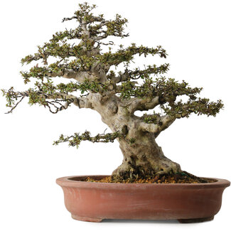 Rhododendron indicum Nyohozan, 54 cm, ± 30 jaar oud