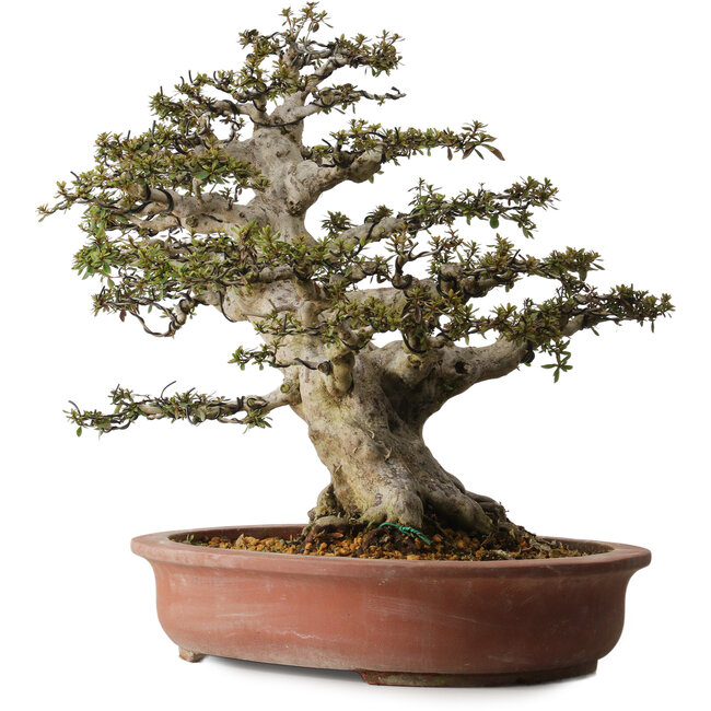 Rhododendron indicum Nyohozan, 54 cm, ± 30 years old, with a nebari of 23 cm