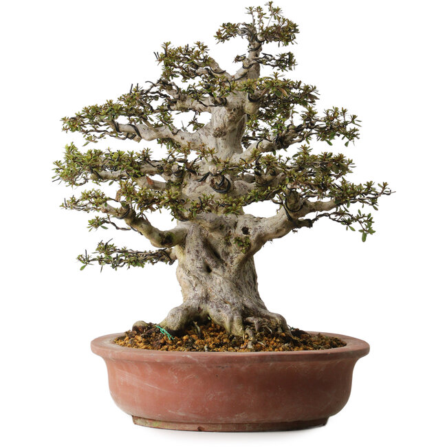 Rhododendron indicum Nyohozan, 54 cm, ± 30 años, con un nebari de 23 cm