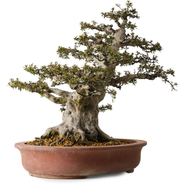 Rhododendron indicum Nyohozan, 54 cm, ± 30 years old, with a nebari of 23 cm