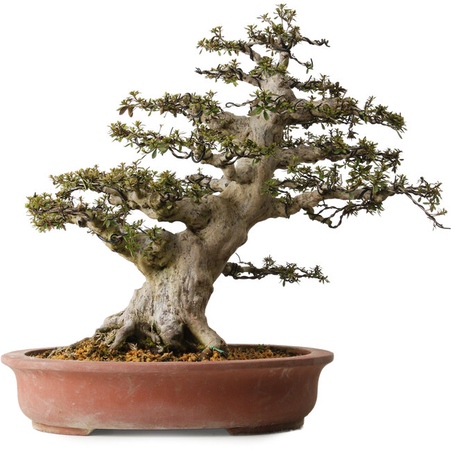 Rhododendron indicum Nyohozan, 54 cm, ± 30 años, con un nebari de 23 cm