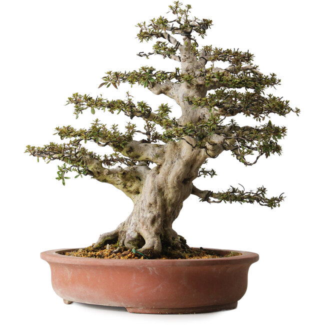 Rhododendron indicum Nyohozan, 54 cm, ca. 30 Jahre alt, mit einem Wurzelhals von 23 cm