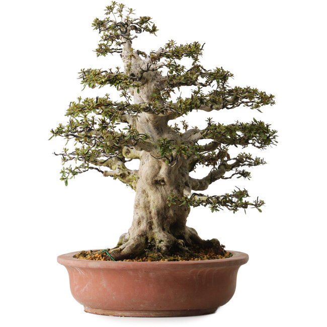 Rhododendron indicum Nyohozan, 54 cm, ca. 30 Jahre alt, mit einem Wurzelhals von 23 cm