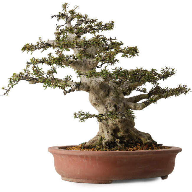 Rhododendron indicum Nyohozan, 54 cm, ± 30 jaar oud, met een nebari van 23 cm