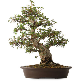 Rhododendron indicum, variété inconnue, 50 cm, environ 30 ans