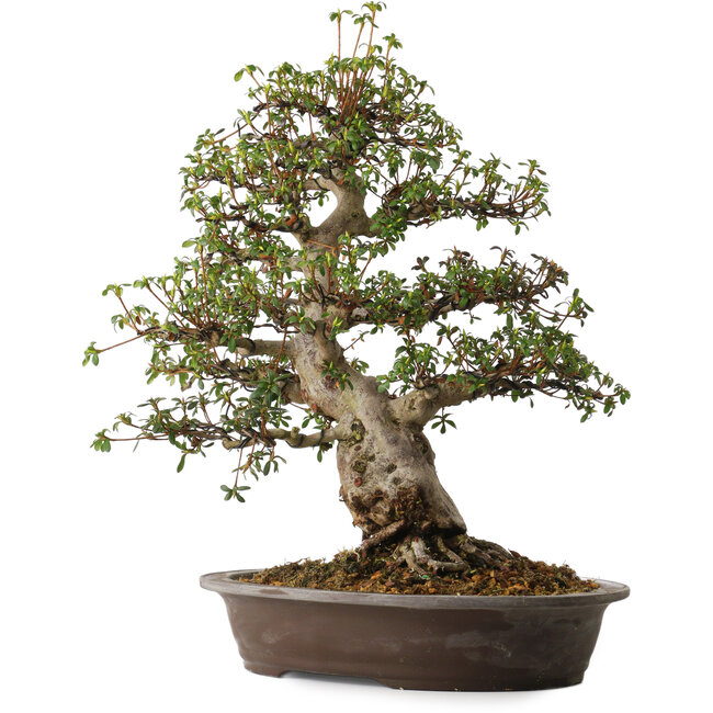 Rhododendron indicum variedad desconocida, 50 cm, ± 30 años, con un nebari de 14 cm