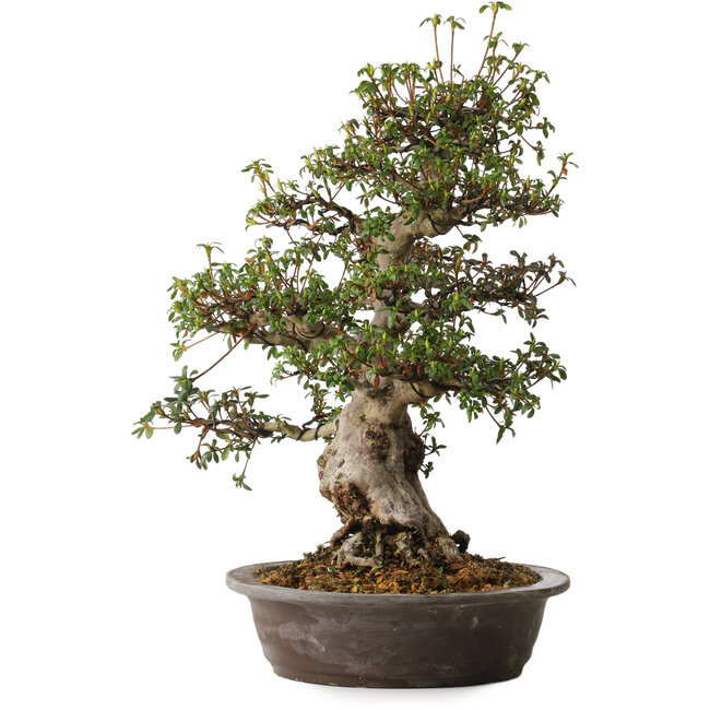 Rhododendron indicum, variëteit onbekend, 50 cm hoog, ± 30 jaar oud, met een nebari van 14 cm.