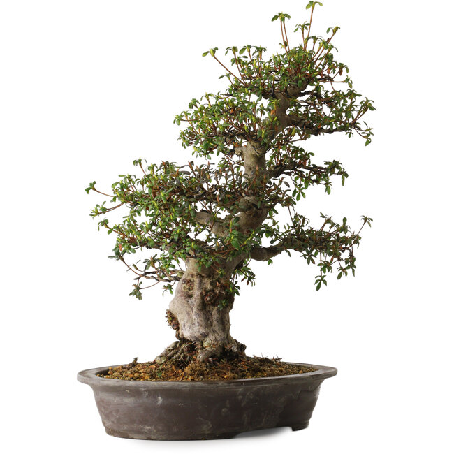 Rhododendron indicum variété inconnue, 50 cm, ± 30 ans, avec un nebari de 14 cm